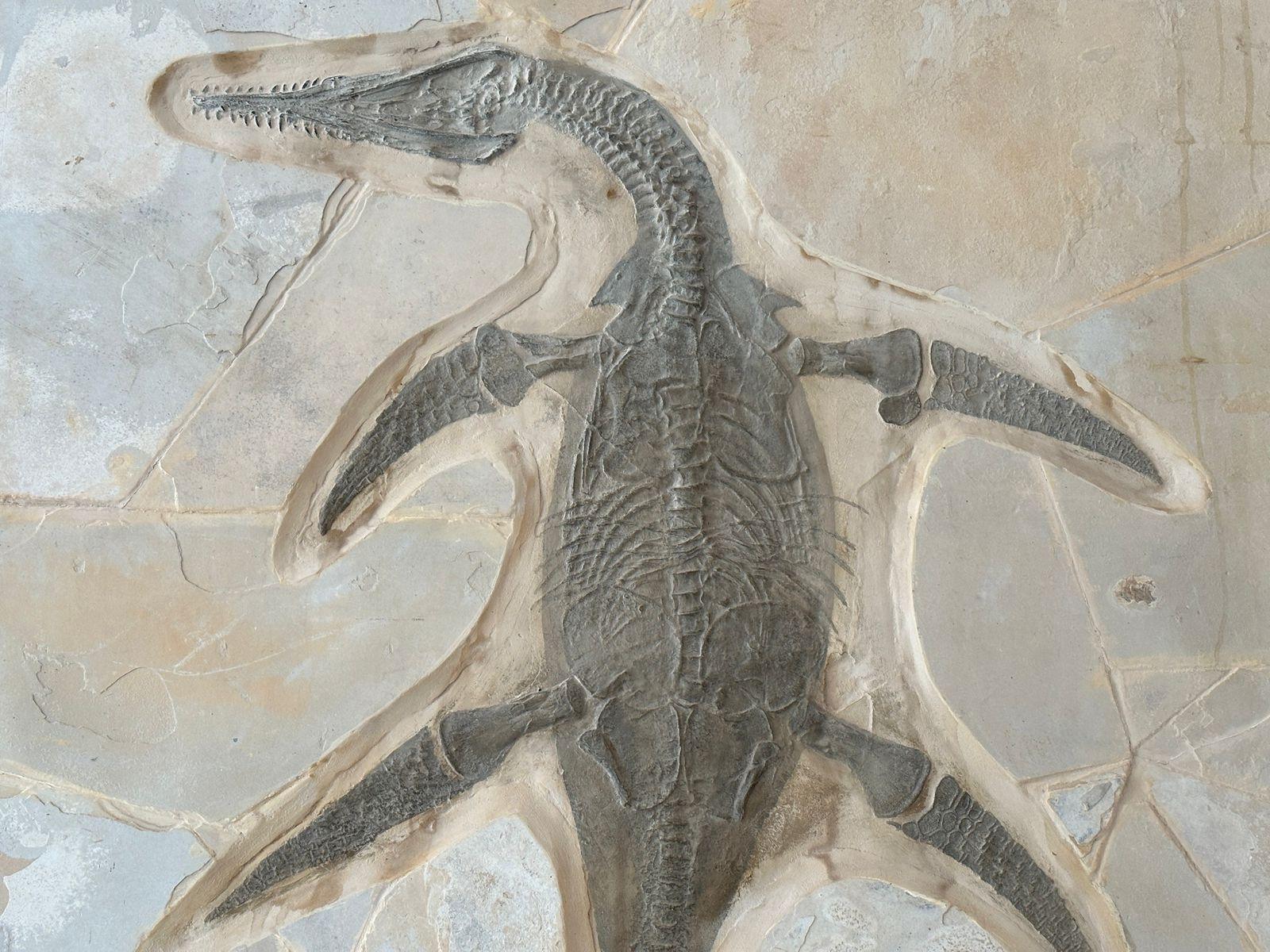 Llega museo itinerante "Tierra de Dinosaurios a Tlaxcala "