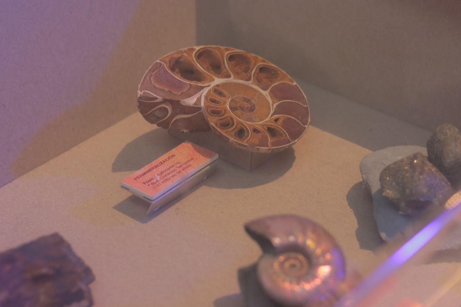 Llega museo itinerante "Tierra de Dinosaurios a Tlaxcala "