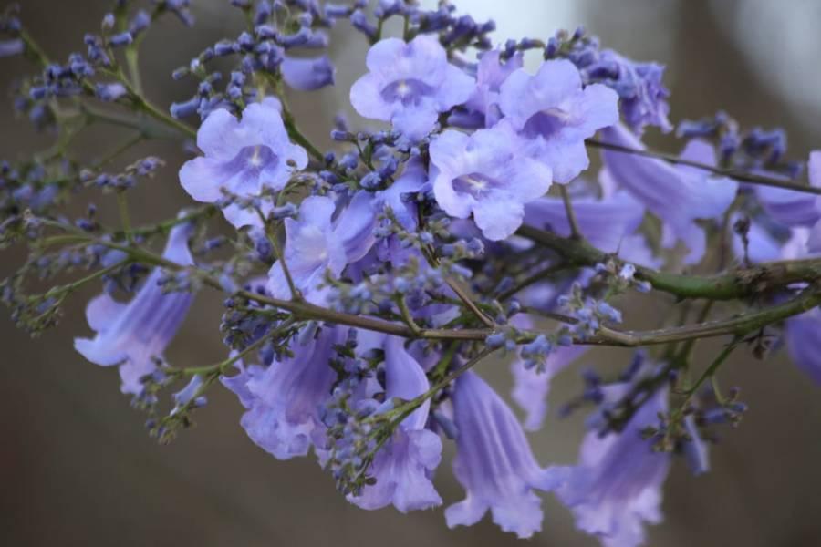 Comienza la temporada de jacarandas en Tlaxcala 