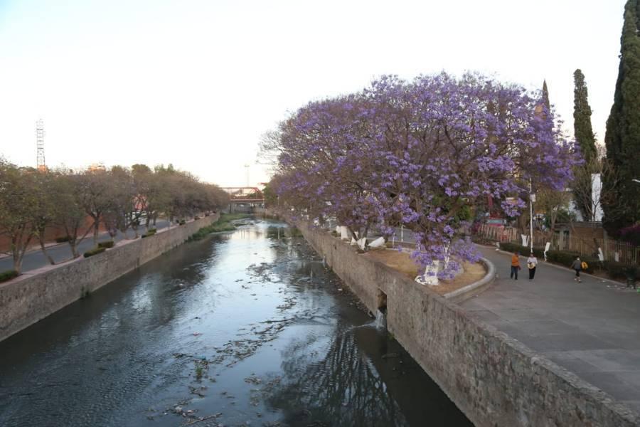 Comienza la temporada de jacarandas en Tlaxcala 