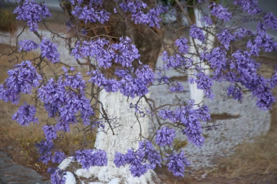 Comienza la temporada de jacarandas en Tlaxcala 