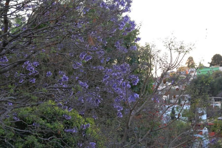 Comienza la temporada de jacarandas en Tlaxcala 