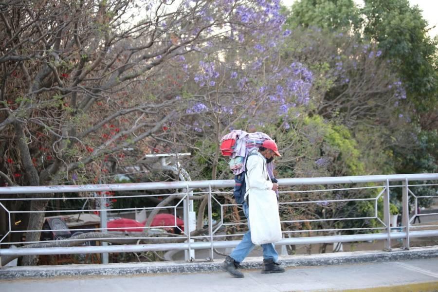 Comienza la temporada de jacarandas en Tlaxcala 