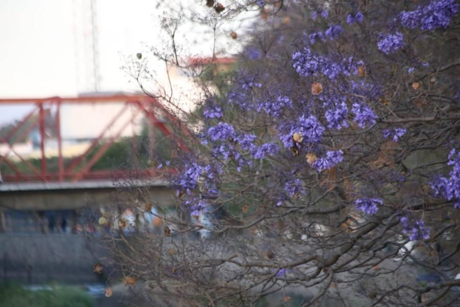 Comienza la temporada de jacarandas en Tlaxcala 