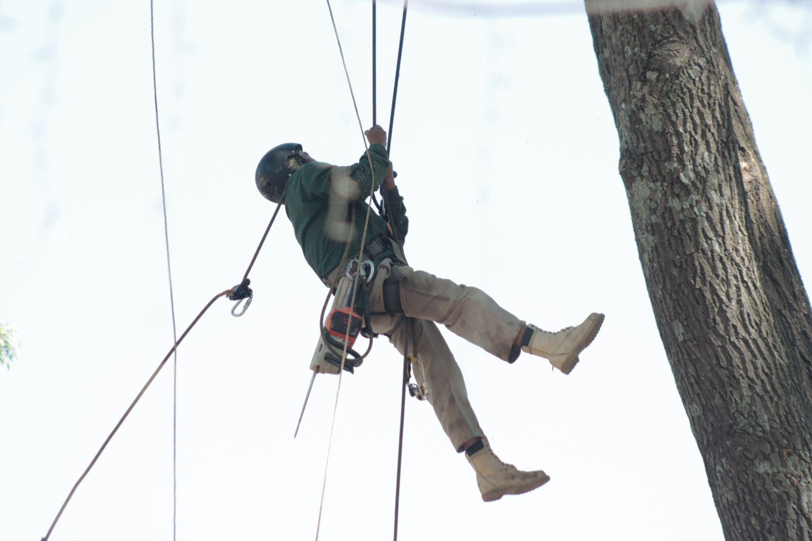"Arborista", el oficio de podar los árboles desde las alturas