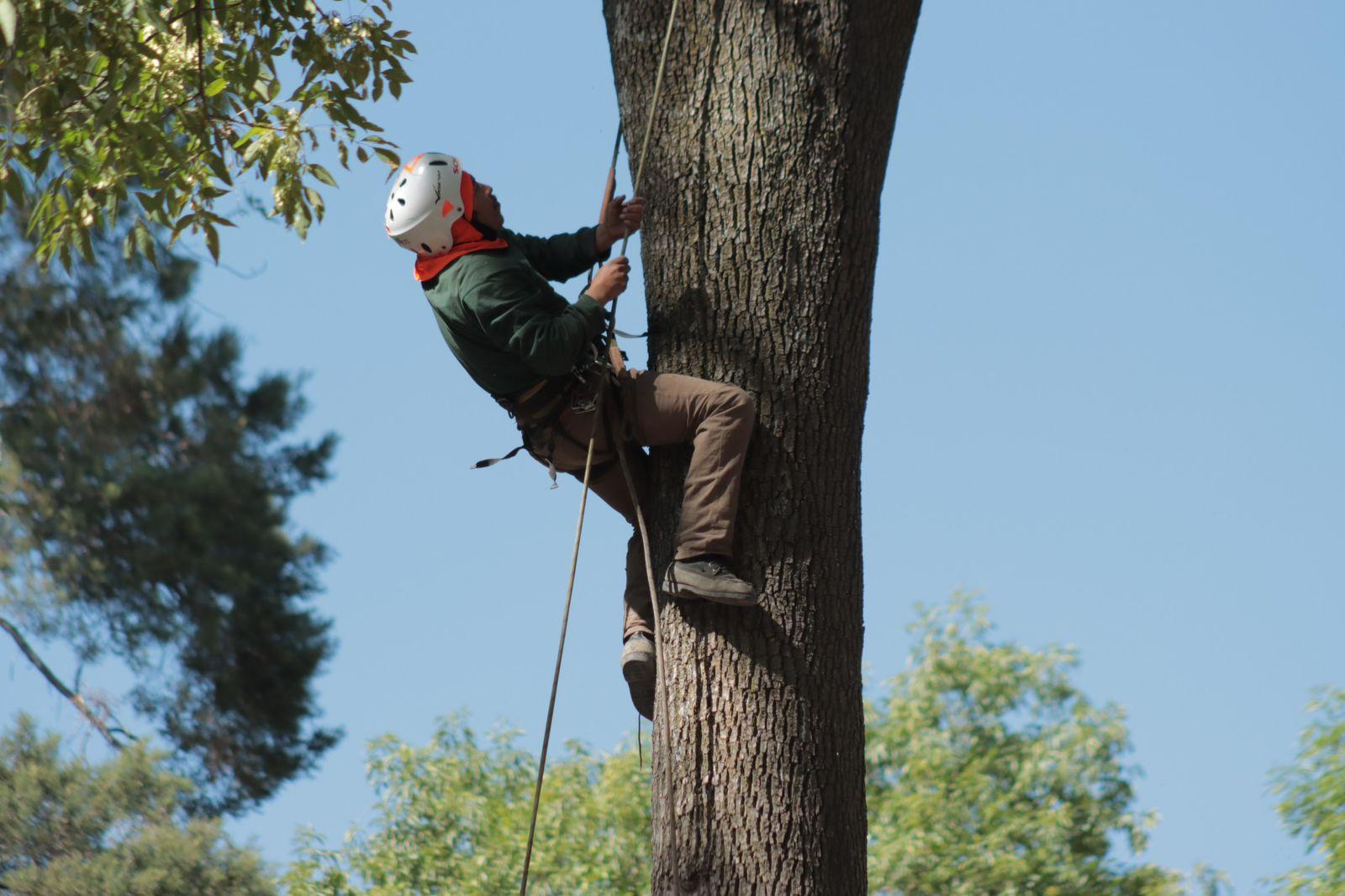 "Arborista", el oficio de podar los árboles desde las alturas