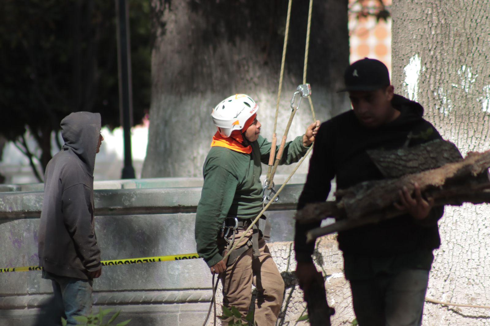 "Arborista", el oficio de podar los árboles desde las alturas