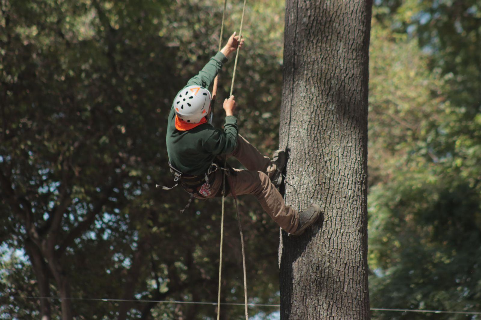 "Arborista", el oficio de podar los árboles desde las alturas