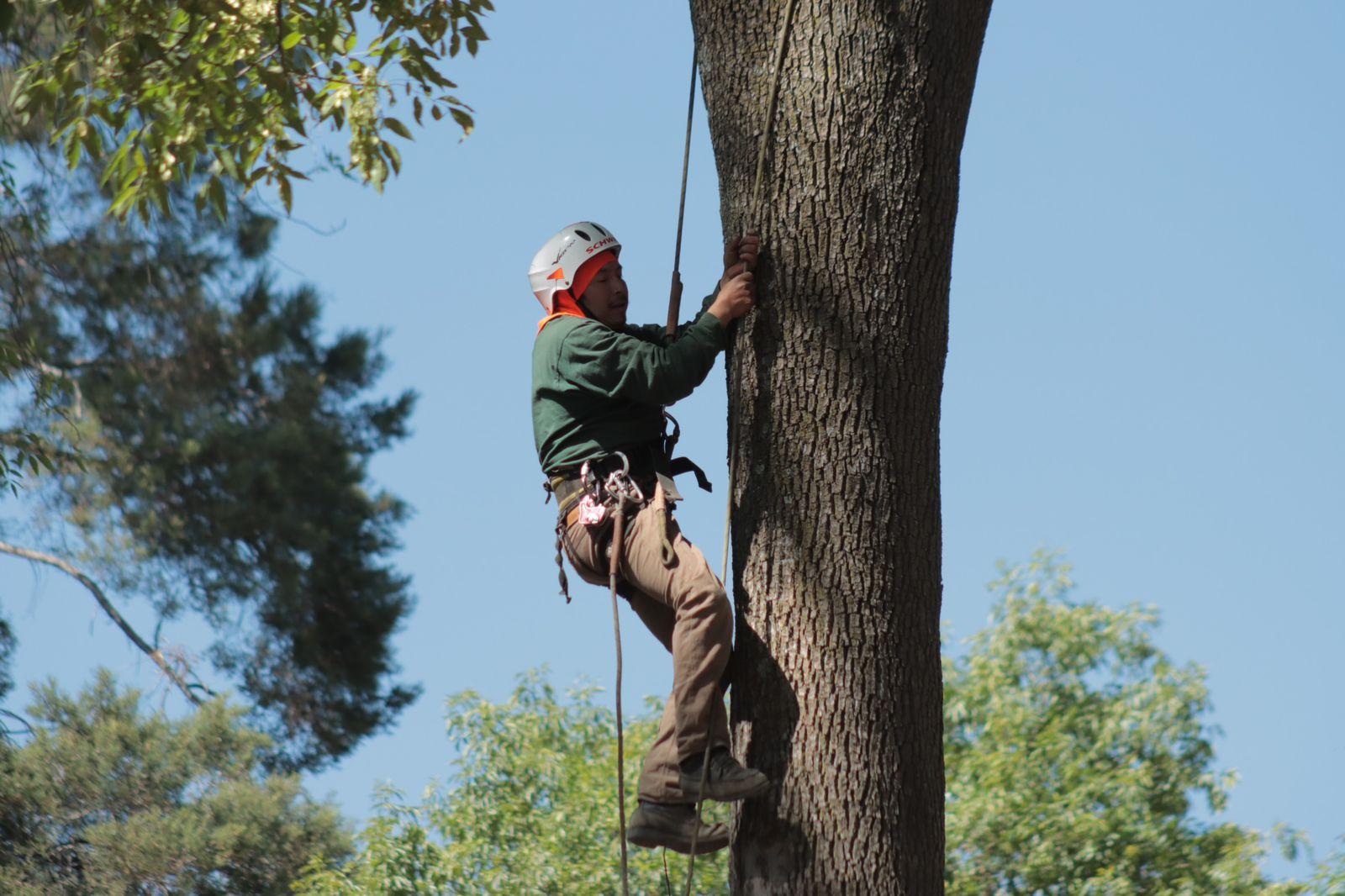 "Arborista", el oficio de podar los árboles desde las alturas