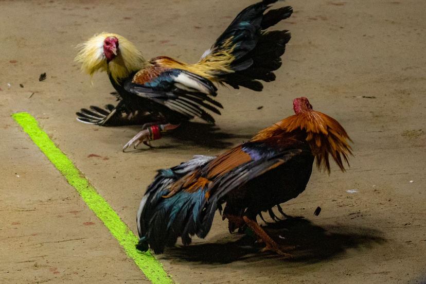 Da inicio Derby Intercontinental 2023 etlaxcala.mx