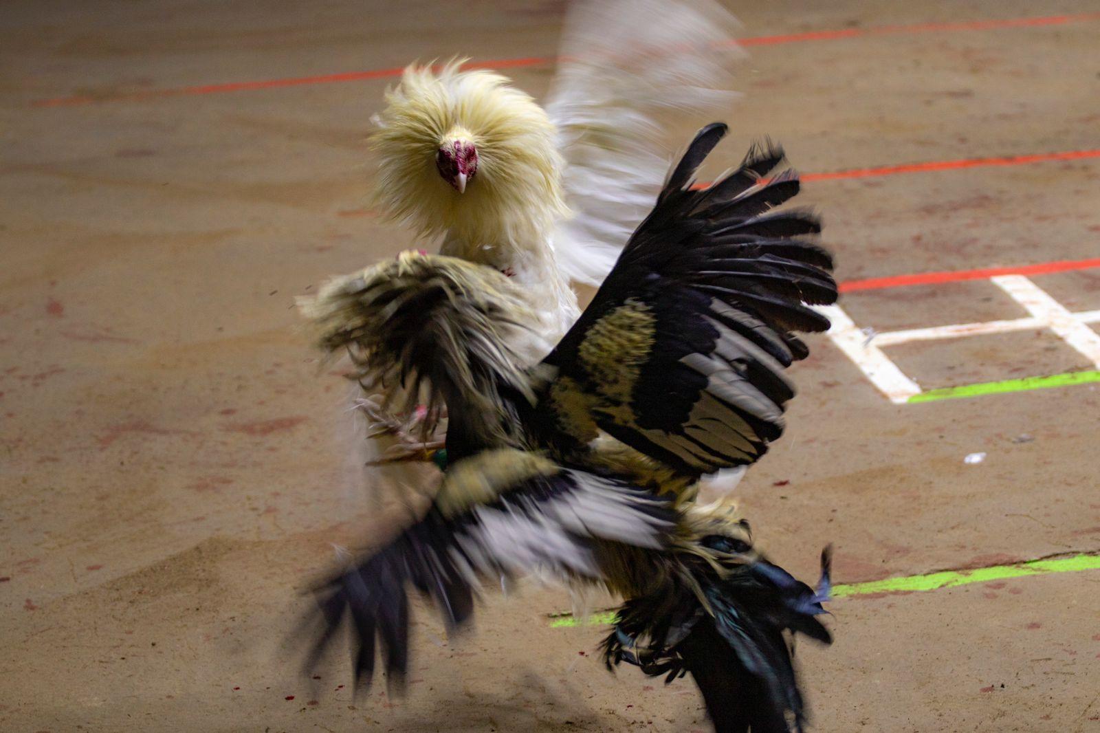 Da inicio Derby Intercontinental 2023 etlaxcala.mx