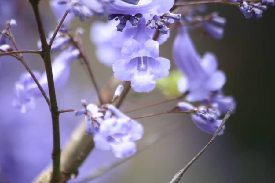 Florecen jacarandas en la capital 