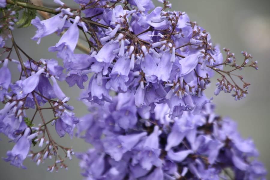 Florecen jacarandas en la capital 
