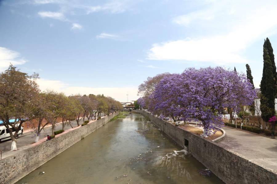 Florecen jacarandas en la capital 
