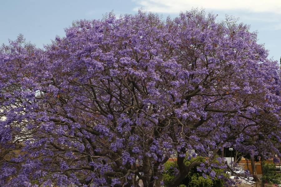 Florecen jacarandas en la capital 