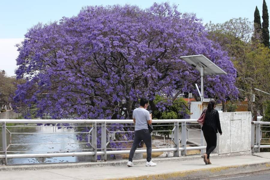 Florecen jacarandas en la capital 