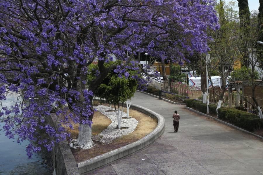 Florecen jacarandas en la capital 