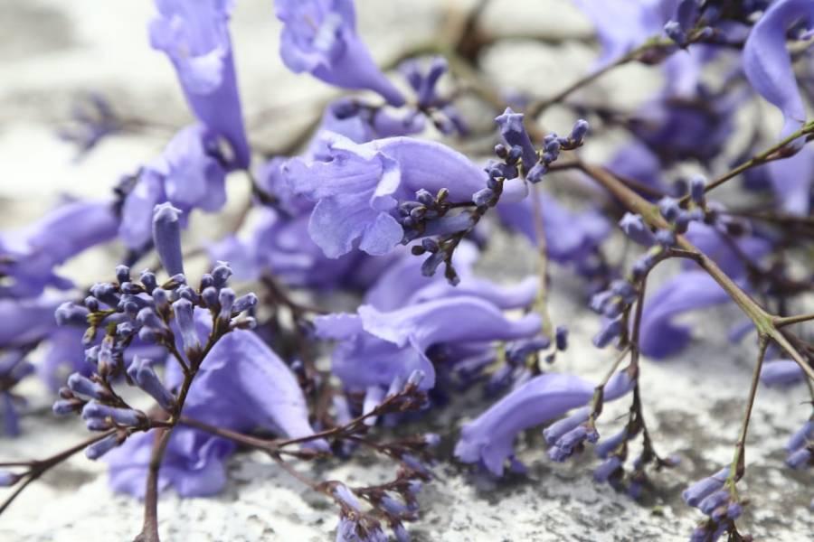 Florecen jacarandas en la capital 