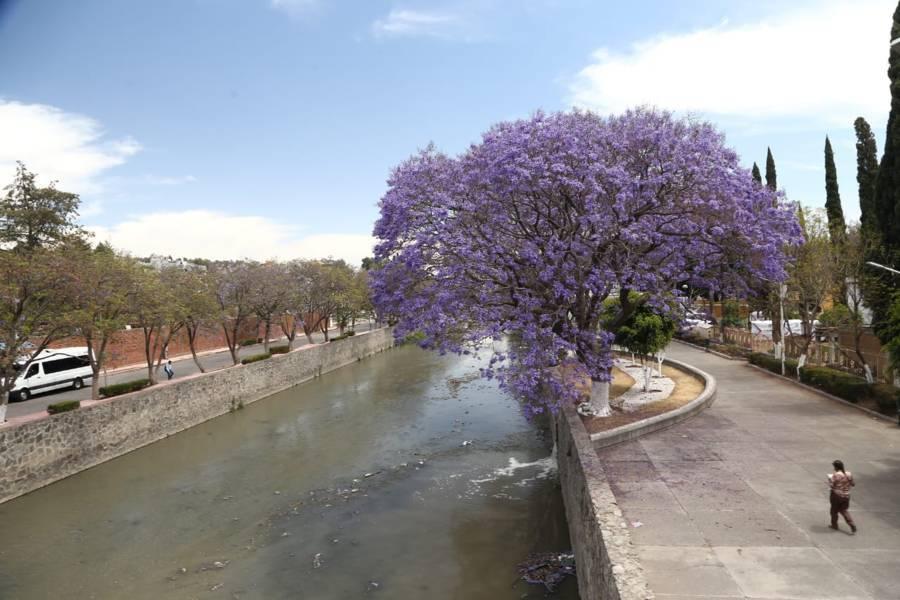 Florecen jacarandas en la capital 