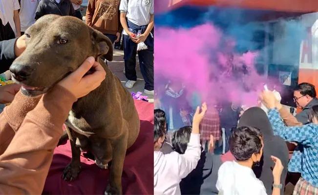 Estudiantes de secundaria le hacen un "Baby shower" a una perrita callejera