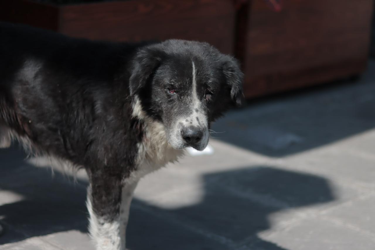 Perros en situación de calle deambulan en la capital 