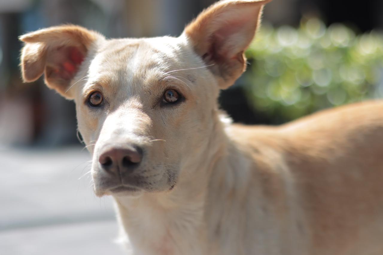 Perros en situación de calle deambulan en la capital 