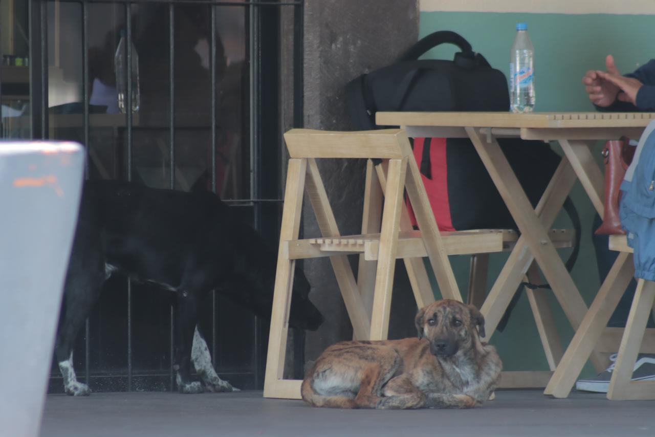 Perros en situación de calle deambulan en la capital 