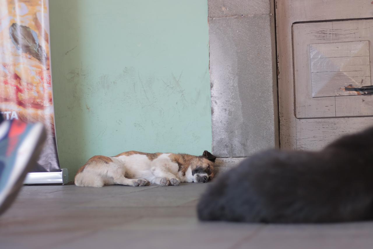 Perros en situación de calle deambulan en la capital 