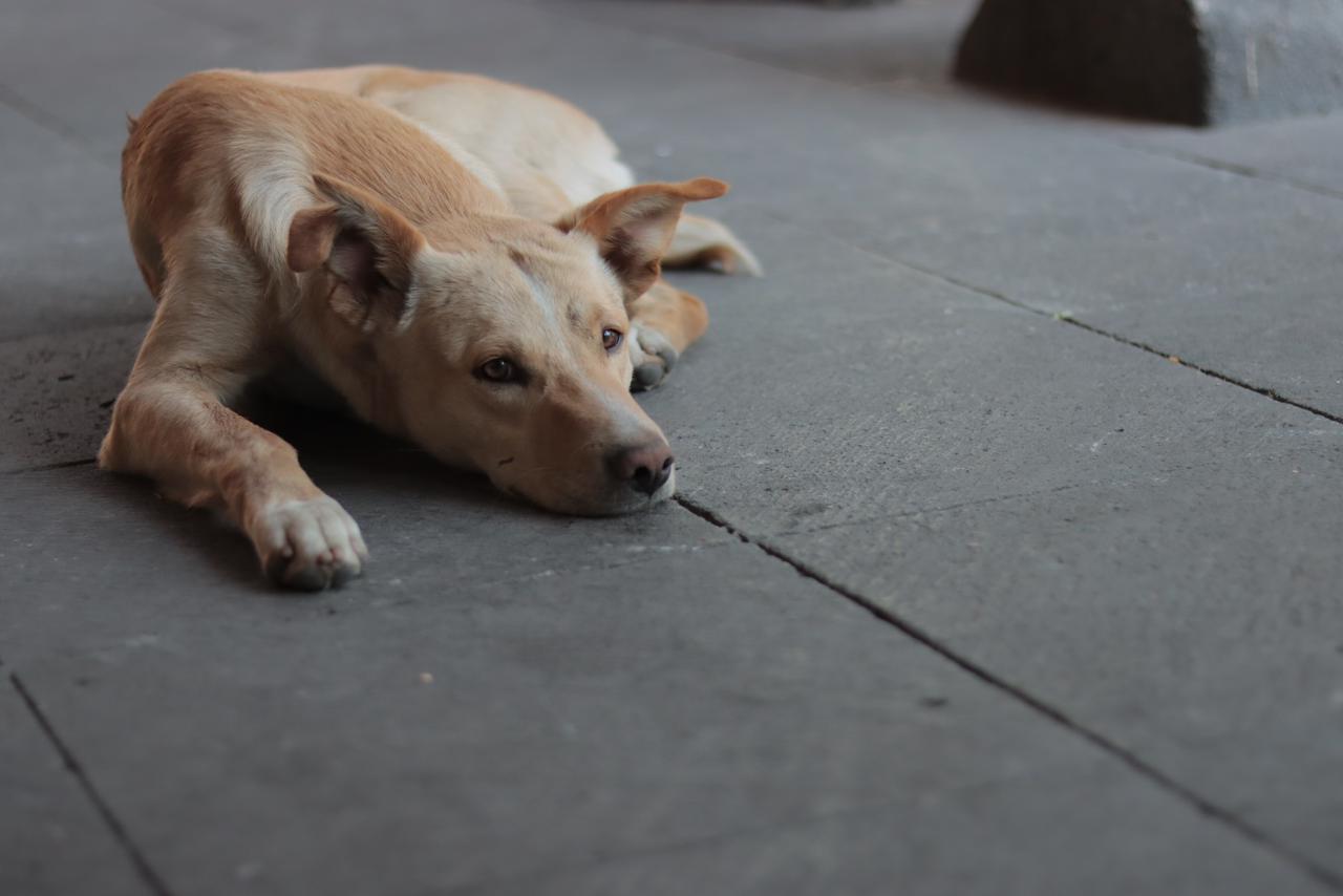 Perros en situación de calle deambulan en la capital 
