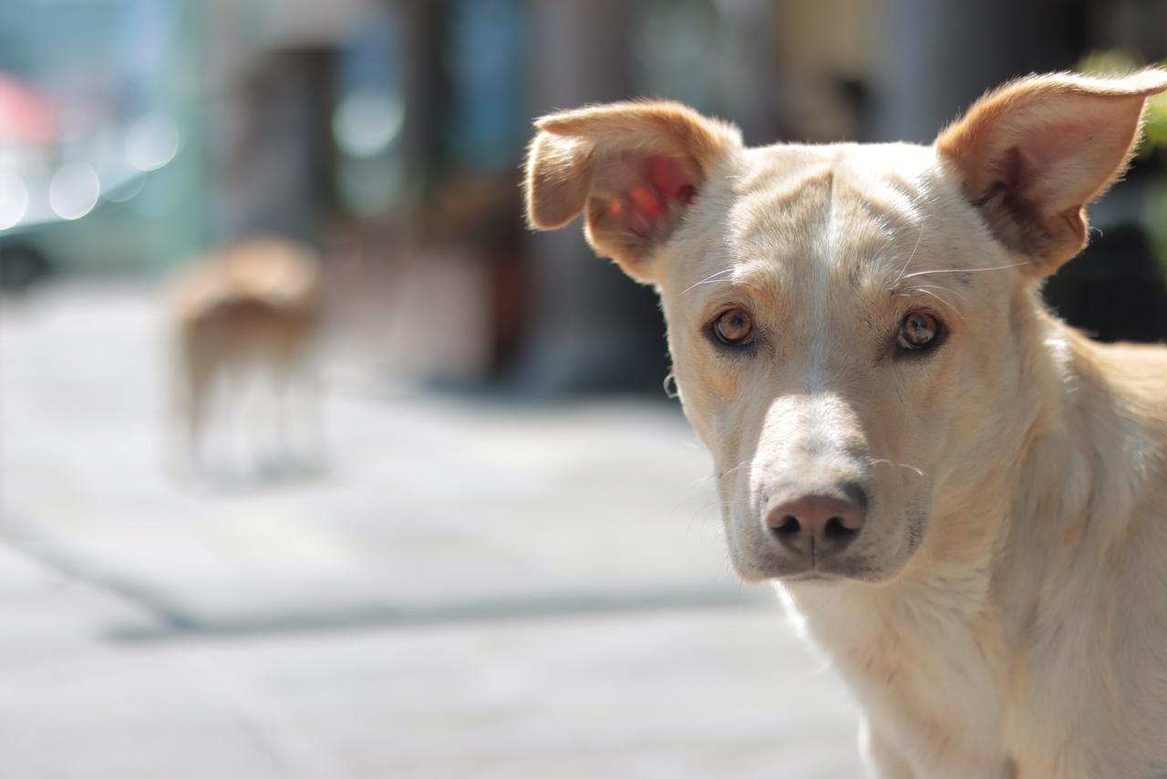 Perros en situación de calle deambulan en la capital 