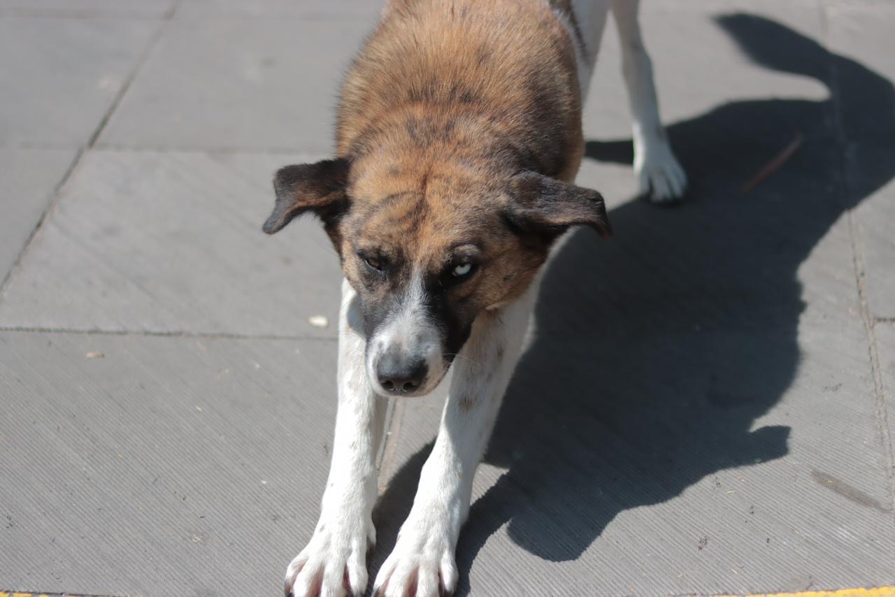 Perros en situación de calle deambulan en la capital 