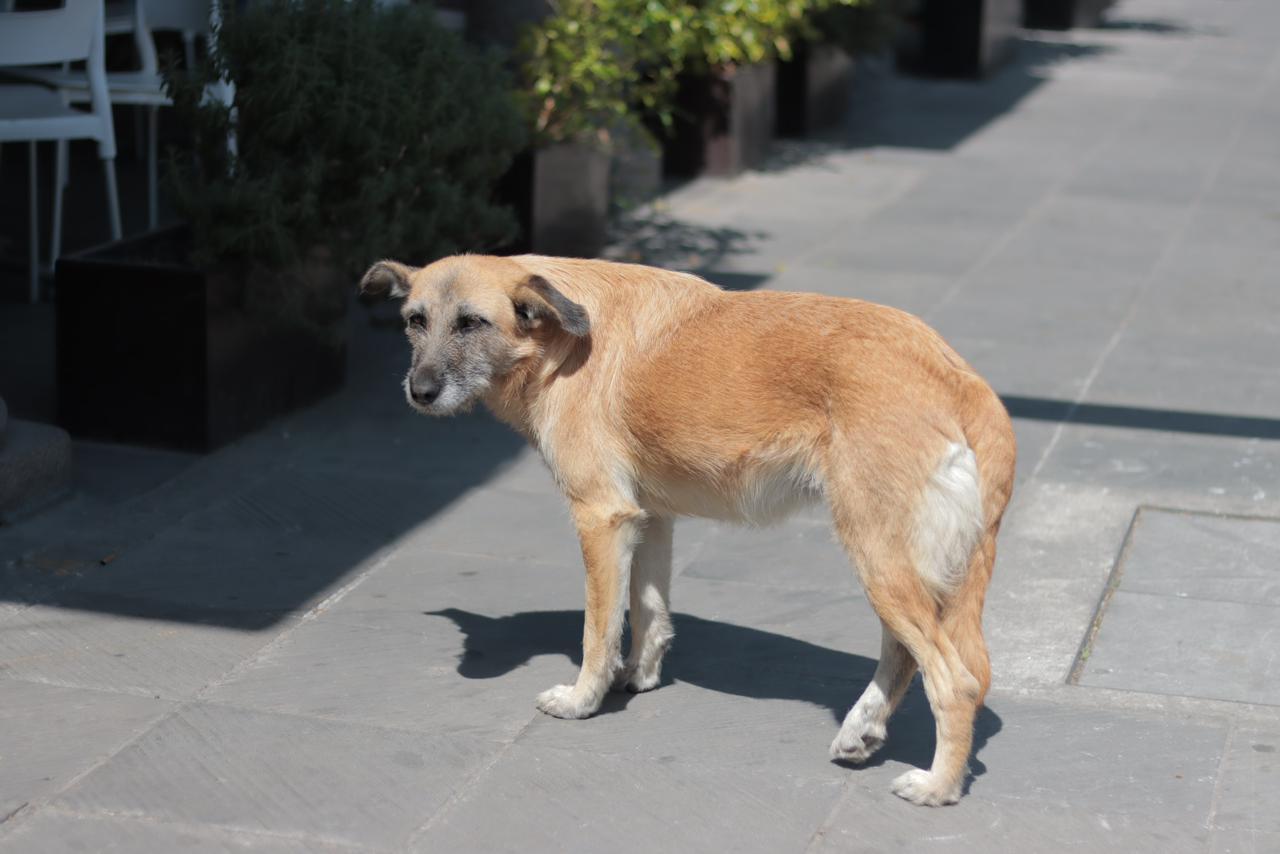Perros en situación de calle deambulan en la capital 