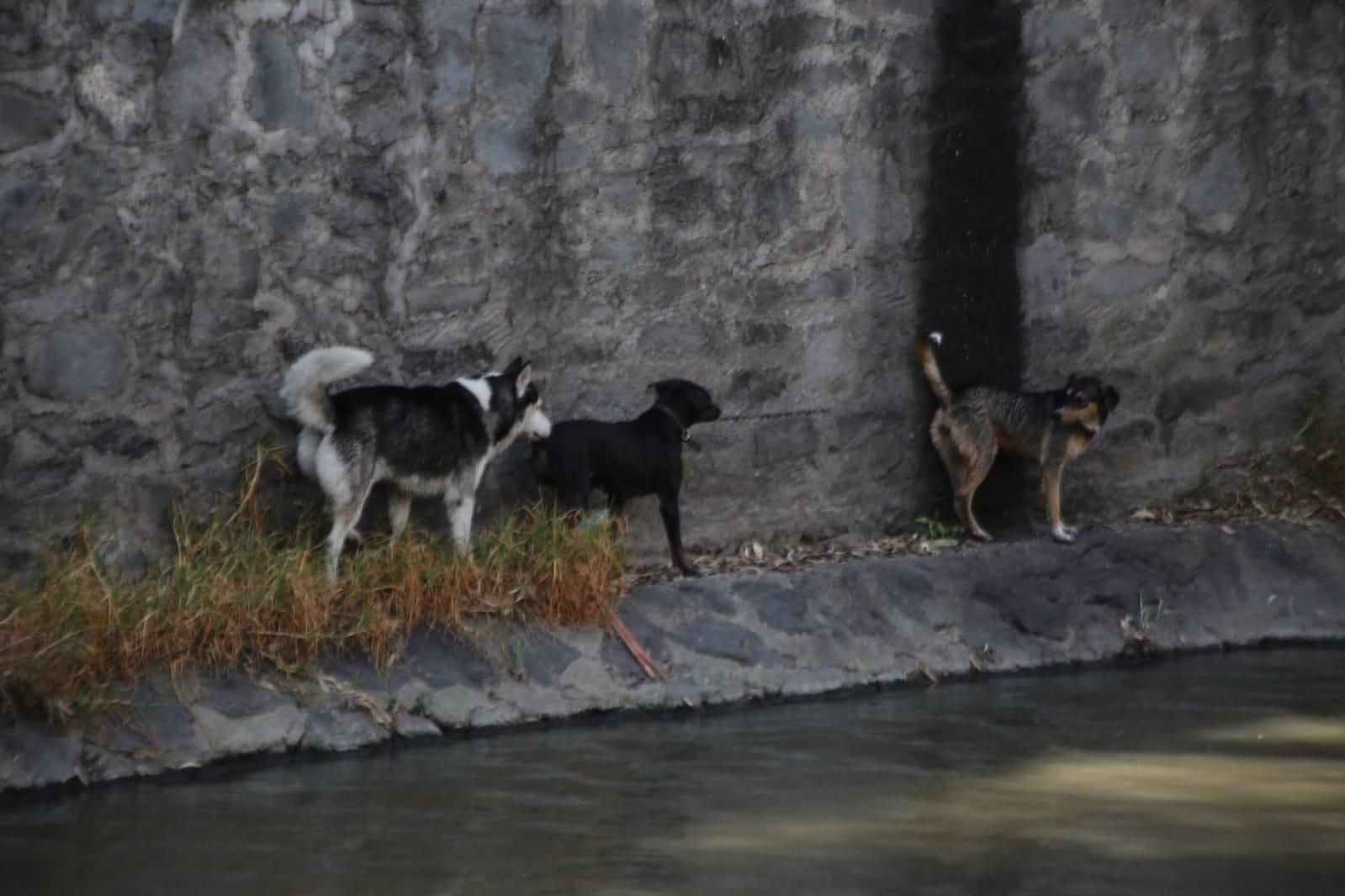 Caen tres lomitos al río Zahuapan 