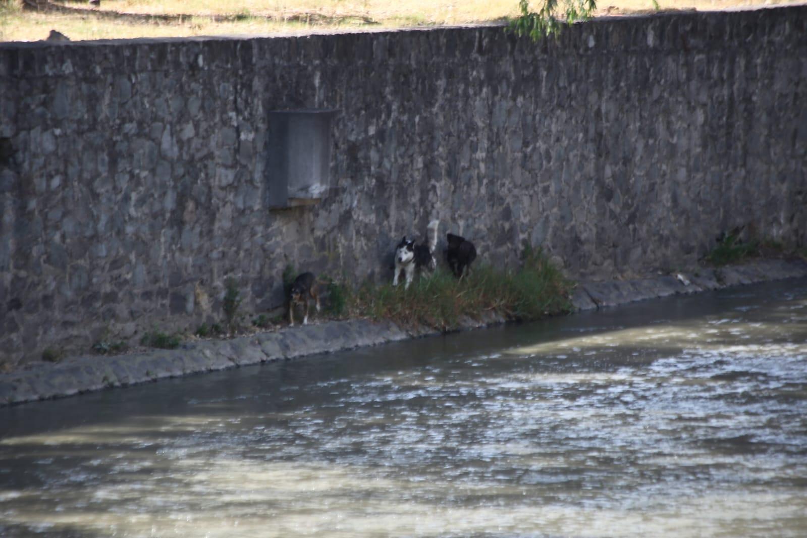 Caen tres lomitos al río Zahuapan 