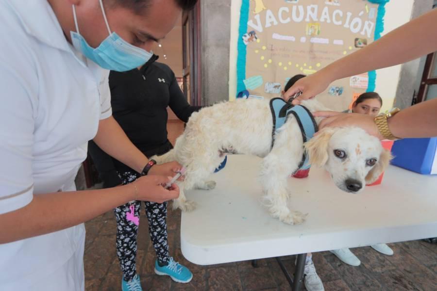 Últimos días de vacunación canina en el portal Hidalgo