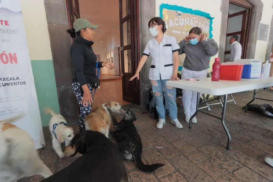 Últimos días de vacunación canina en el portal Hidalgo