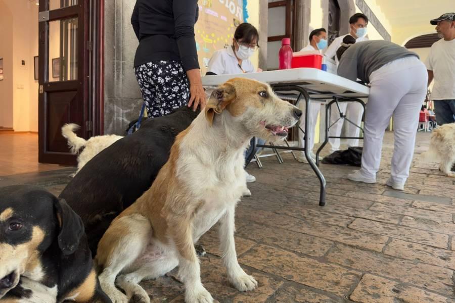 Últimos días de vacunación canina en el portal Hidalgo