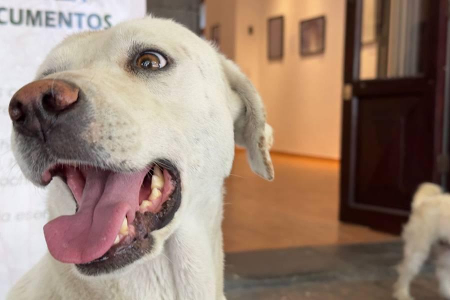 Últimos días de vacunación canina en el portal Hidalgo