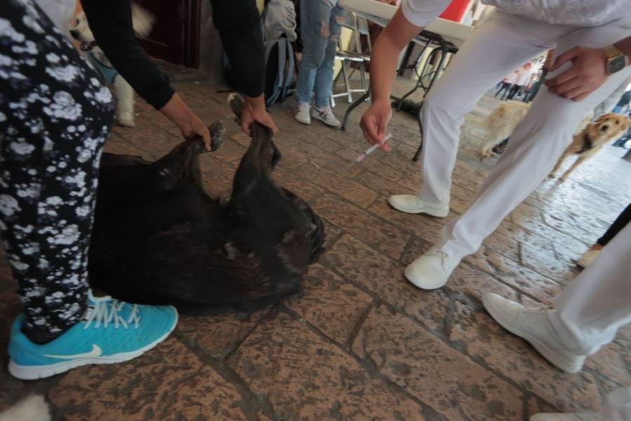 Últimos días de vacunación canina en el portal Hidalgo