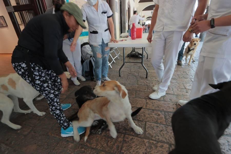 Últimos días de vacunación canina en el portal Hidalgo