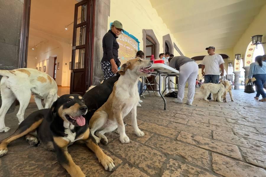 Últimos días de vacunación canina en el portal Hidalgo