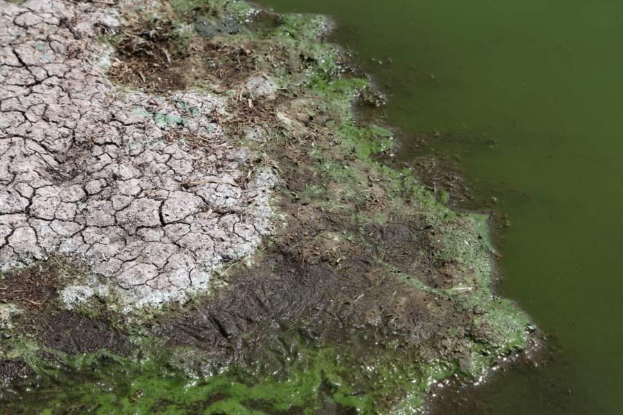 Se seca la laguna de Acuitlapilco 