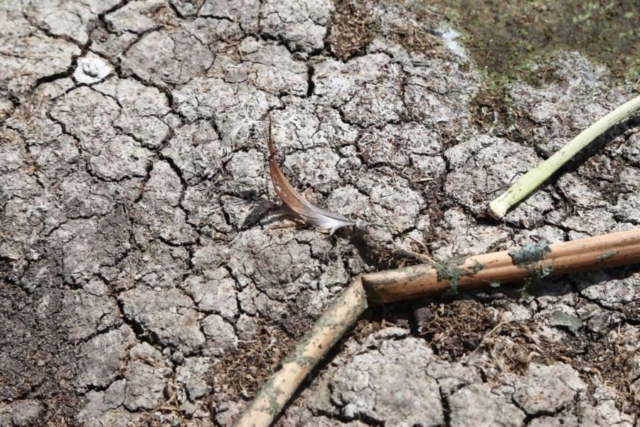 Se seca la laguna de Acuitlapilco 
