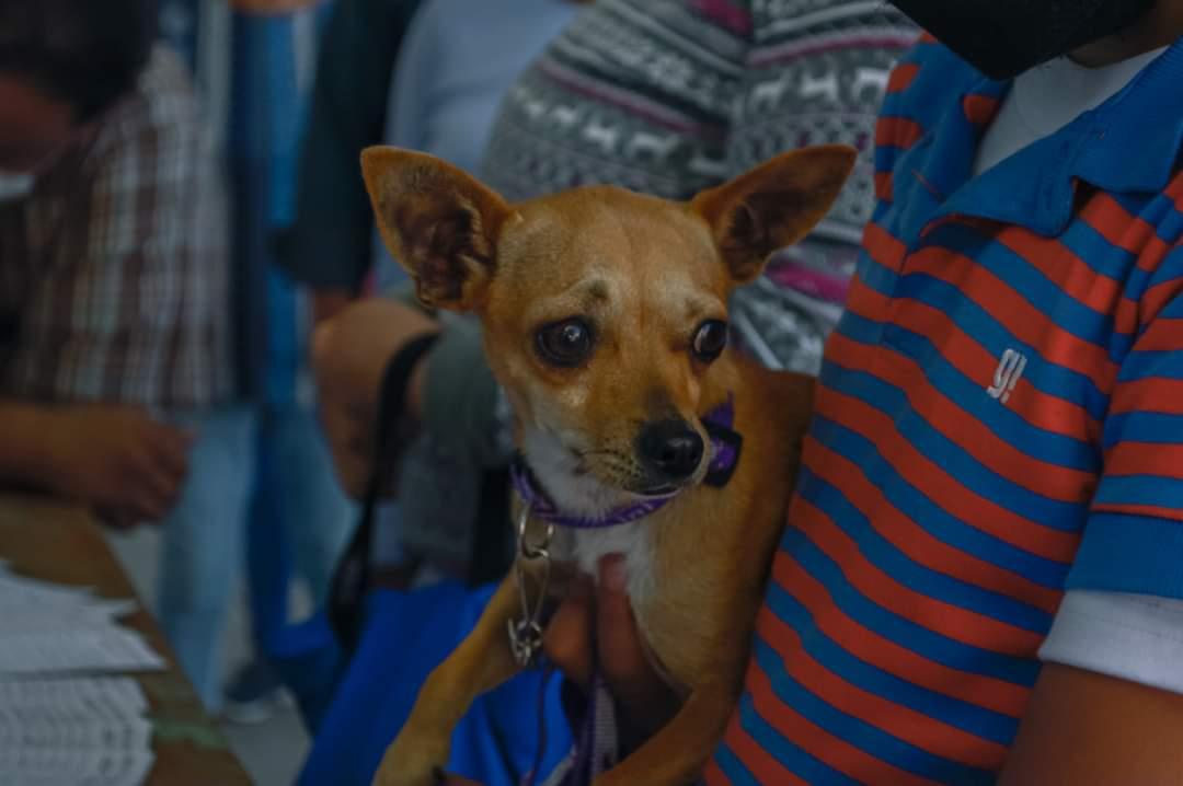 Casi 4 mil mascotas fueron vacunadas contra la rabia en Apetatitlán