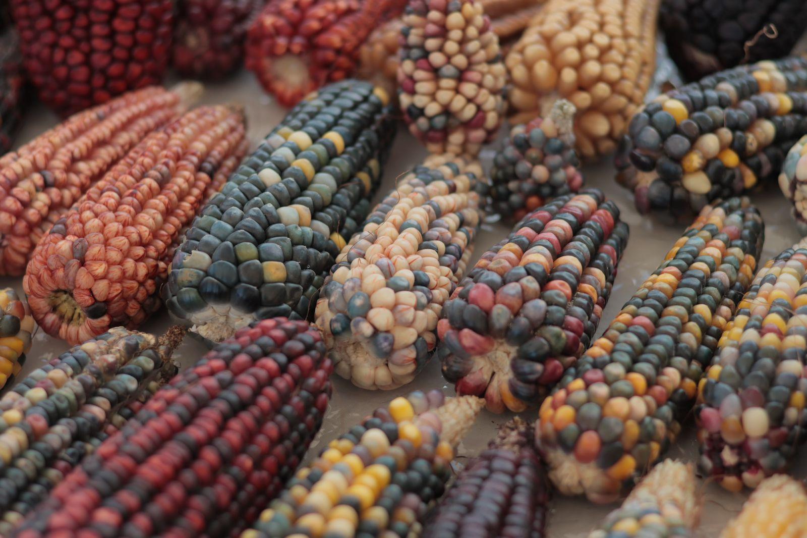 Inicia la Feria del Maíz en Ixtenco 