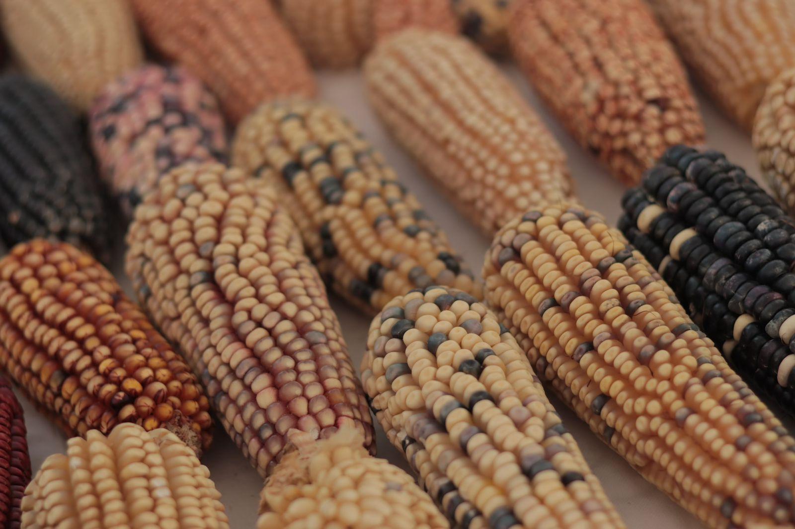Inicia la Feria del Maíz en Ixtenco 