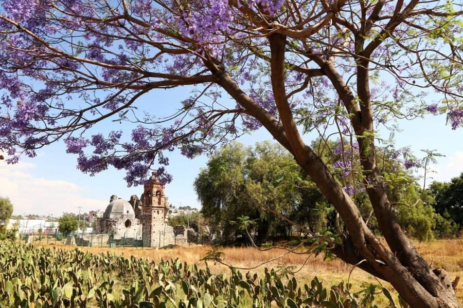 Las Jacarandas y el Ex Convento de Nuestra Señora de las Nieves