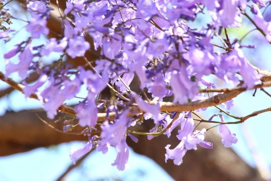 Las Jacarandas y el Ex Convento de Nuestra Señora de las Nieves