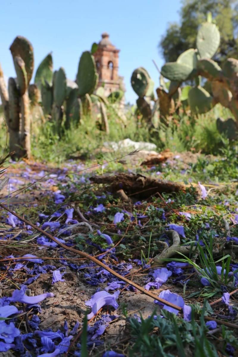 Las Jacarandas y el Ex Convento de Nuestra Señora de las Nieves