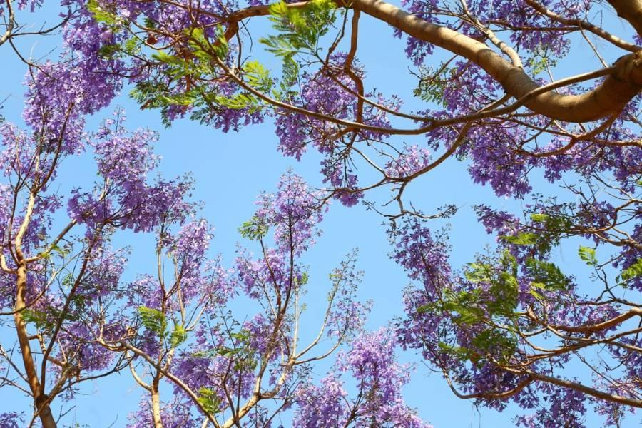 Las Jacarandas y el Ex Convento de Nuestra Señora de las Nieves